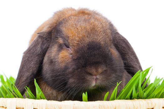 rabbit isolated on a white background