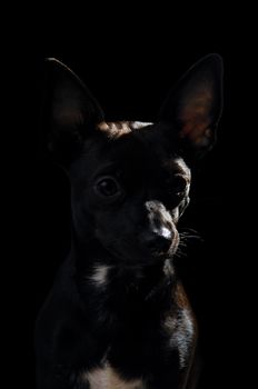 Sweet puppy dog on a black background. Mix of a miniature pincher and a chihuahua.