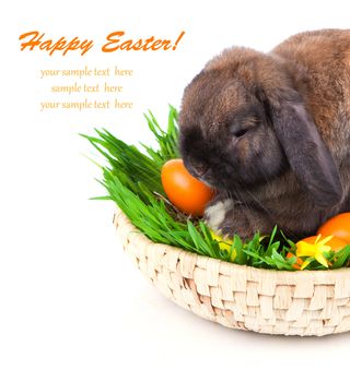 rabbit in a basket with Easter eggs, on a white background