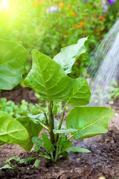 Watering the tobacco-plant in the garden