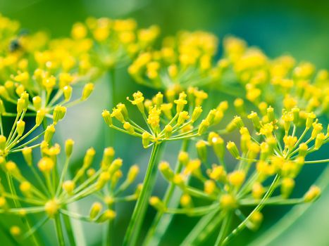 Dill (Fennel) flower