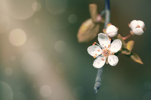 Spring flowers for background. Empty room for text