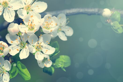 Spring plum flowers for background. Copy space