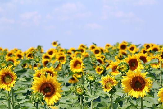 sunflower field with blue sky agriculture