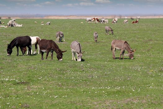 donkeys and cows on pasture