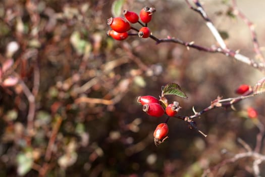 Red autumn berries and brown and green leaves
