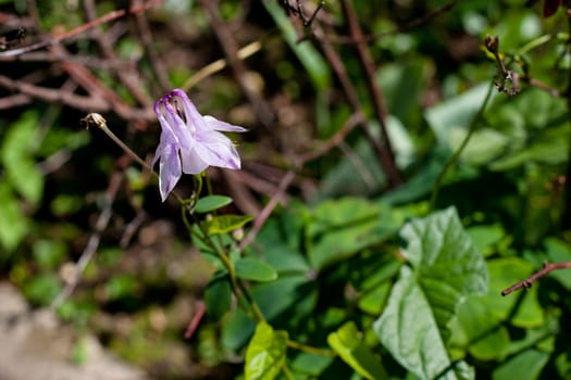 Lilac bellflower in a greengrass
