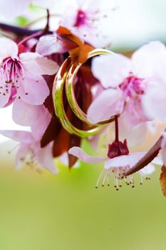 Wedding rings closeup with pink apple flowers