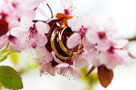Wedding rings closeup with pink apple flowers