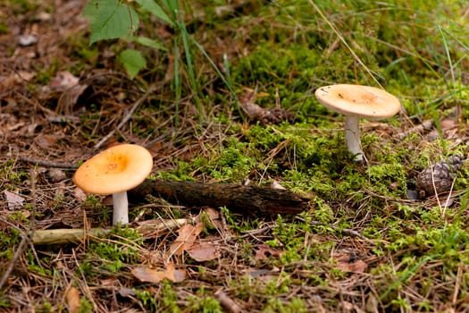 Two yellow mushrooms in a forest
