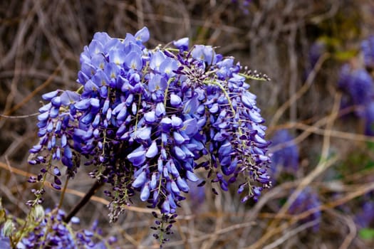 Blue wistaria flower on brown background
