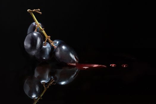 Atmospheric dark image conceptual of red wine and viticulture with a suspended bunch of black grapes with droplets of red wine flowing from them onto a reflective black surface with copyspace