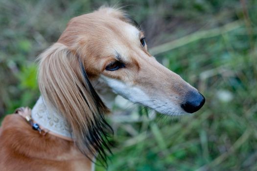 A portrait of brown saluki in green grass
