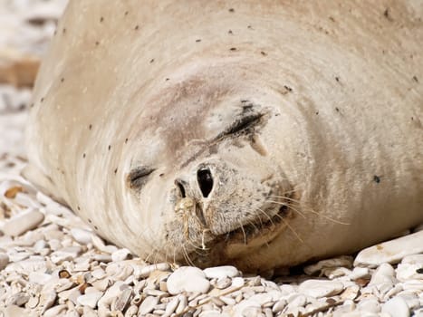 Mediterranean monk seal relax on pebble beach