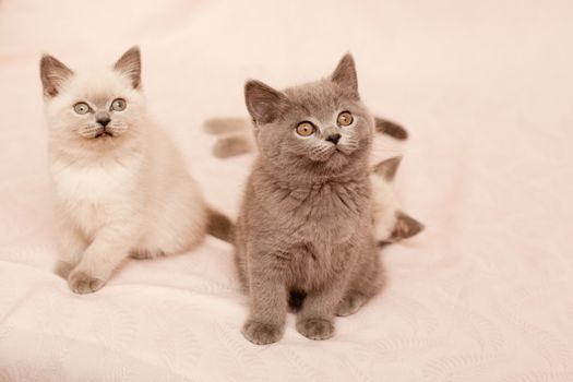 Three sitting kittens on pink background

