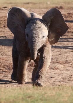 Playing African elephant running with it's ears spread