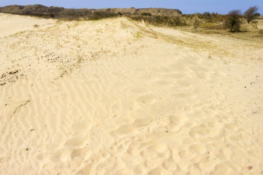 Sand background, National Park Zuid Kennemerland, The Netherlands