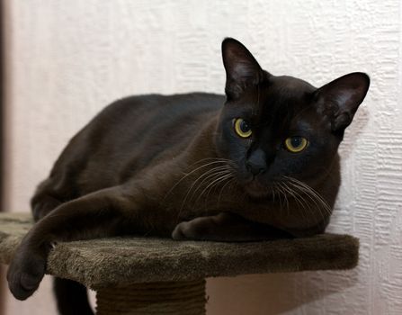 Portrait burmese cat lying and posing looking into the lens