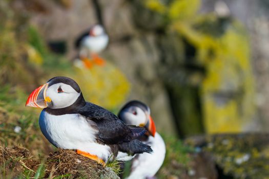 Puffin standing on a grassy cliff, sea as background, Latrabjarg north Iceland