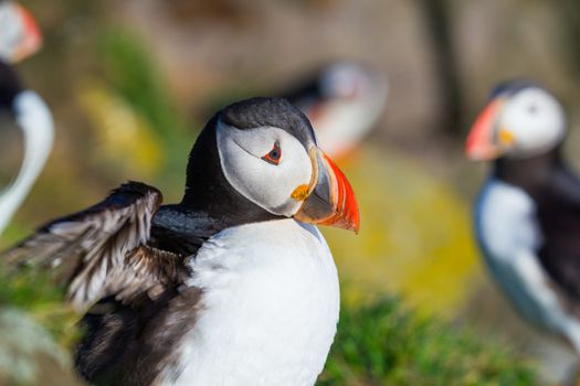 Puffin standing on a grassy cliff, sea as background, Latrabjarg north Iceland