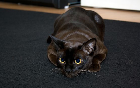 Portrait burmese cat lying and posing looking into the lens