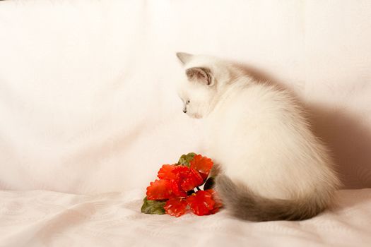 White kitten playing with red glass flower on pink background
