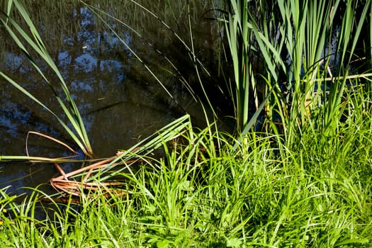 A small pond and green grass in summer day
