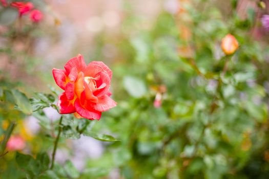 One pink rose in a garden
