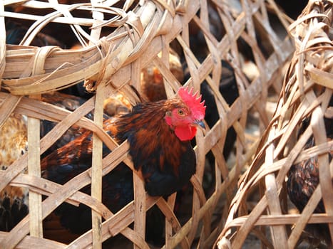 Caged Proud Rooster With Black and red Feathers For Sale at the Bird Market in kathmandu,Nepal     