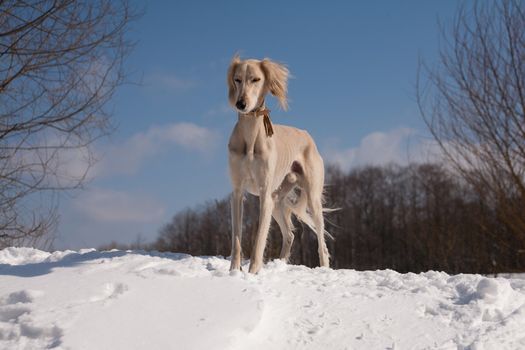 A standing white saluki on snow under blue sky
