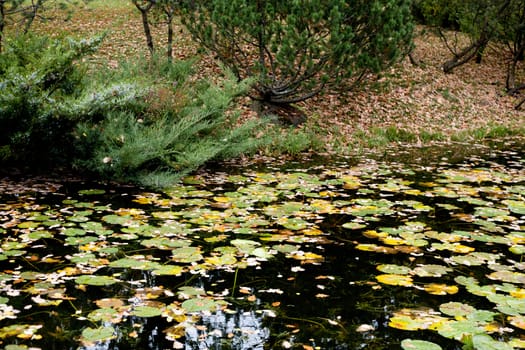Water lilies and brown autumn leaves in a pond 
