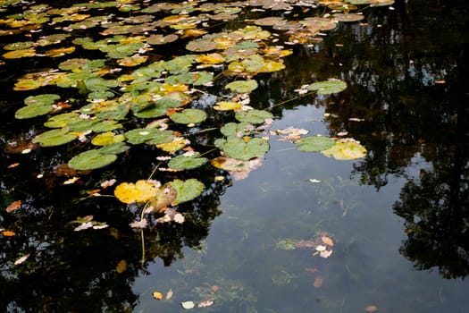 Water lilies and brown autumn leaves in a pond 
