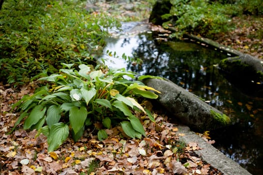 Bushes; small pond and brown autumn leaves in a park 
