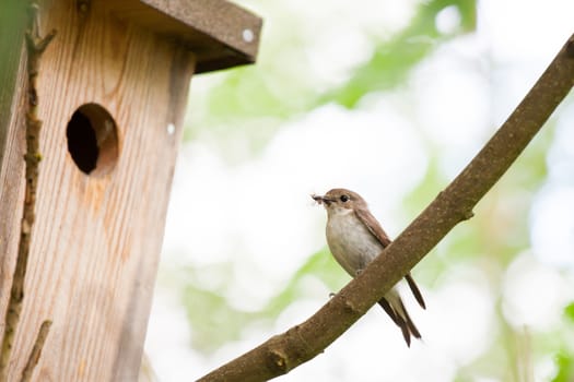 Small bird with food in front of bird home