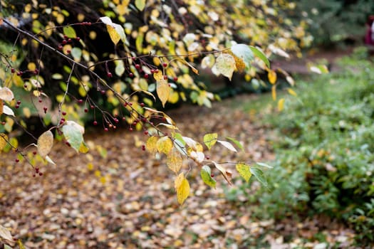 Yellow and green autumn leaves in a forest 
