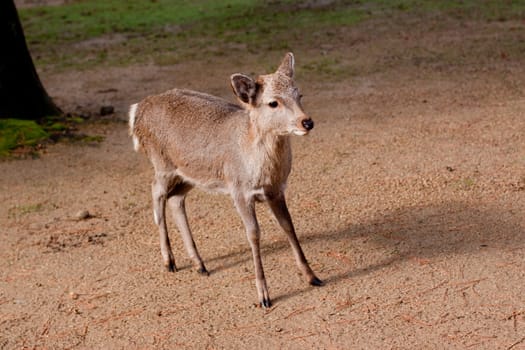 A standing young deer in a Japanese autumn park 
