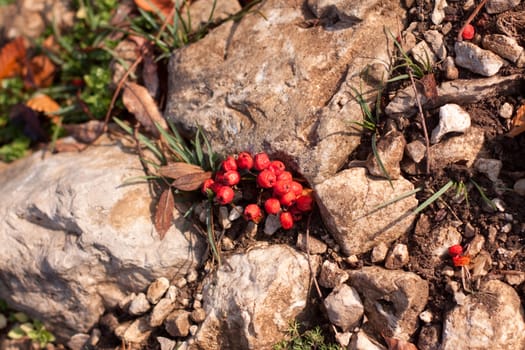 Red berries between rocks and grass
