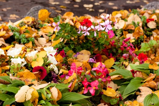 An autumn flowerbed with flowers and yellow leaves
