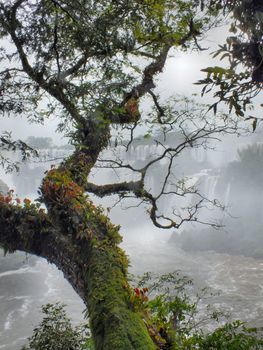 The Iguacu Falls are a UNESCO World Heritage listed site and a popular tourist attraction. This view was taken on the Argentine side of the falls in the Iguacu National Park.