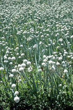 A scenic shot of an onion crop