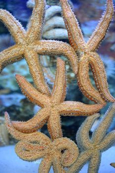 Close up shots of maine life in an aquarium