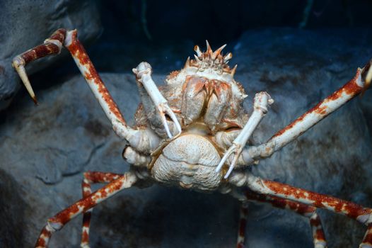 Close up shots of maine life in an aquarium