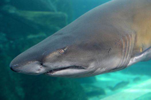 Close up shots of maine life in an aquarium