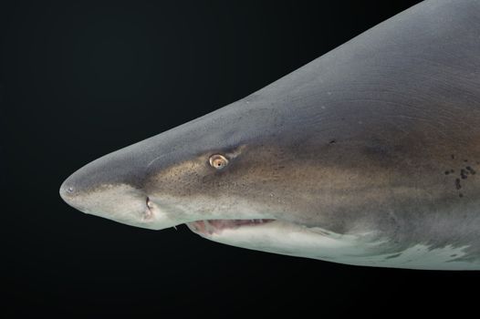 Close up shots of maine life in an aquarium