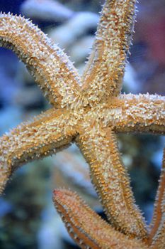 Close up shots of maine life in an aquarium