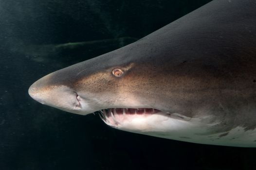 Close up shots of maine life in an aquarium