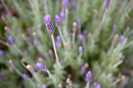 A close up shot of a lavender bush