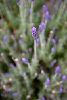 A close up shot of a lavender bush