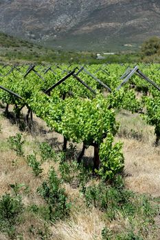 A scenic shot of the vineyards in the Montagu Mountain Range