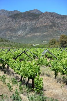 A scenic shot of the vineyards in the Montagu Mountain Range